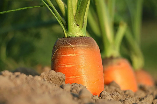 carota1-oceanodivita5