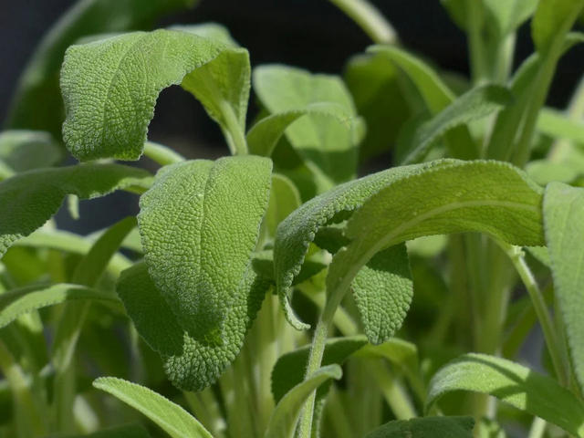 salvia-oceanodivita-com-3